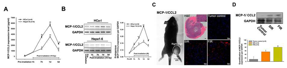A. 마우스 간암세포 (Hca-1 and Hepa1-6)에 10 Gy 방사선 조사 후 MCP-1/CCL2의 expression 증가 B. 마우스 간암세포 (Hca-1 and Hepa1-6)에 10 Gy 방사선 조사 후 MCP-1/CCL2의 mRNA 변화 C-D. 간암 종양 마우스의 종양에 10 Gy 방 사선을 조사 한 후 종양 내 증가 한 MCP-1/CCL2 expression