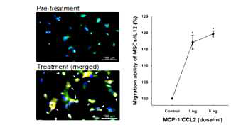 MCP-1/CCL2 처리에 의해 증가된 맞춤 MSC의 migration ability