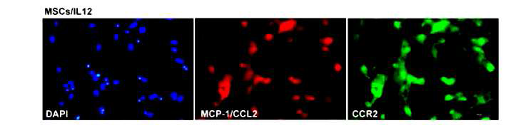 맞춤 MSC에서의 MCP-1/CCL2 receptor의 발현