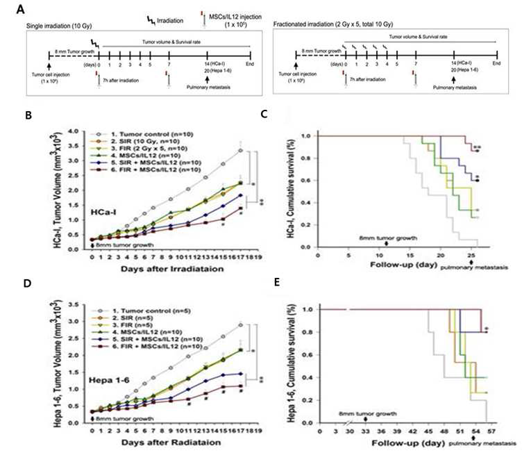 10 Gy 단일 혹은 5회 분할 방사선조사와 MSCs-IL12 의 병행 치료 에 의한 항종양 효과