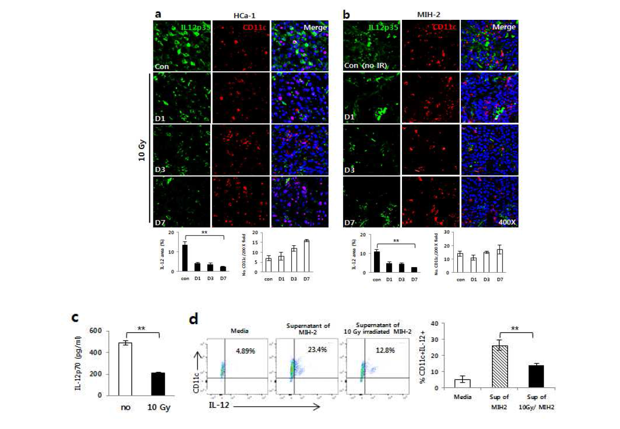 방사선 조사에 의해 줄어든 종양내 IL-12 (a) HCa-1 (b) MIH-2 종양내 IL-12 감소, (c) Tumro bearing mouse의 비장 내 IL-12감소 (d) 방사 선 조사를 하거나 하지 않은 MIH-2 종양 배지에 키운 수지상 세포의 IL-12 발 현량