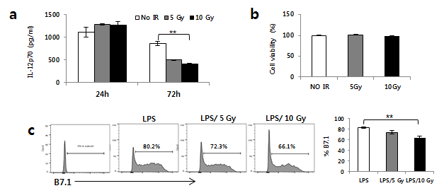 수지상세포에서 방사선에 의해 감소되는 IL-12 및 B7.1 발현 (a)IL-12 발현 (b) 방사선 조사 후 cell viability (c) 방사선 조사후 수지상 세포 의 B7.1의 발현량