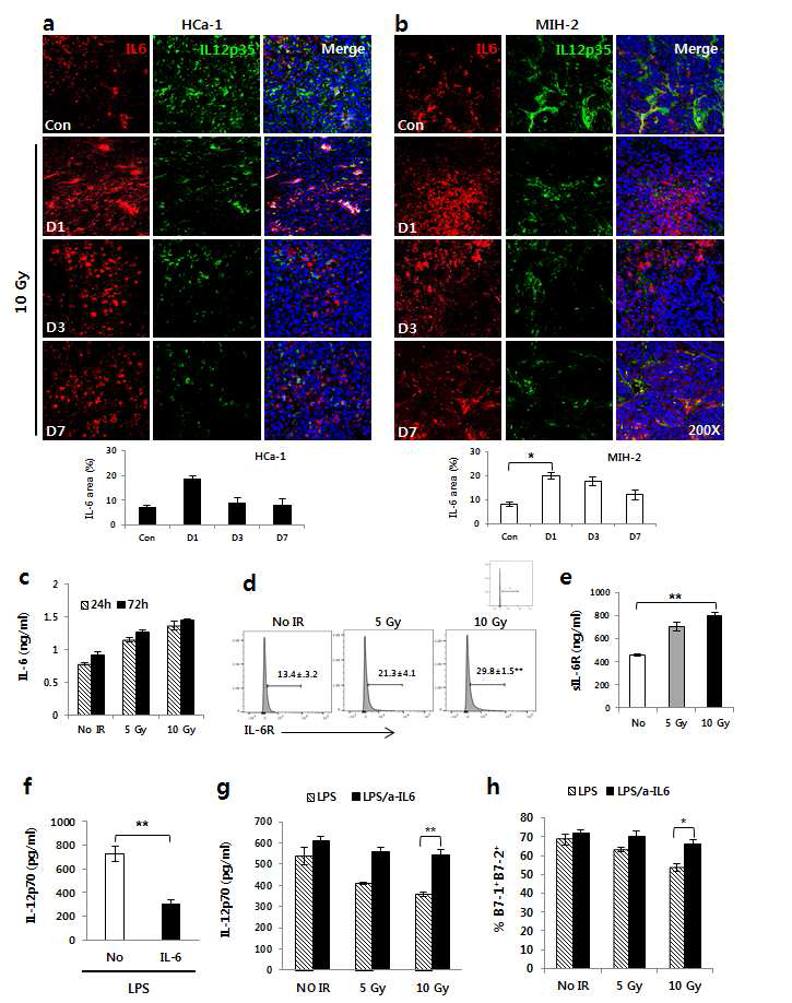 방사선에 의해 유도된 IL-6에 의한 IL-12의 감소 (a,b)방사선에 의한 종양 내 IL-6 증가 (c) 방사선 조사 후 수지상세포의 IL-6발현 증가 (d, e)방사 선 조사에 의해 증가된 수지상 세포내 IL-6 receptor 발현 증가 및 sluble IL-6 발현 증가 (f)수지상세포에 대한 IL-6처리에 의한 IL-12의 감소 (g) IL-6 억제 후 방사선 조사에 의해 감소된 IL-12의 회복 및 (h) B7.1 발현회복