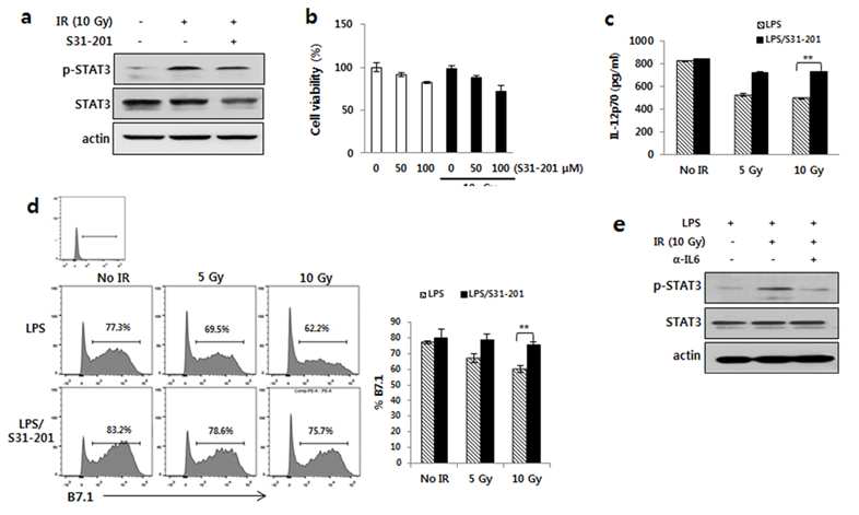 방사선 유도 stat3에 의해 감소되는 IL-12 (a)방사선에 의한 stat3 activation (b) stat3 inhibitor에 의한 cell viability (c)stat3 inhibitor처리 후 방 사선에 의해 감소된 IL-12 및 B7.1 의 회복 (d)IL-6억제에 의한 stat3활성 감소