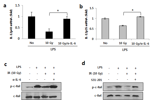 방사선유도 IL-6/stat3 signaling에 의한 C-Rel의 감소에 따른 수지 상세포의 IL-12발현 감소 (a, b)방사선에 의한 mIL-12p35 p40의 감소 및 IL-6 억제에 의한 회복 (c, d) IL-6/stat3 inhibitor에 의한 방사선에 의해 감소 된C-Rel 발현의 회복