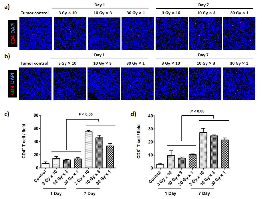 방사선 조사 후 CD4+ T 세포 (a, c)와 CD8+ T 세포 (b, d)
