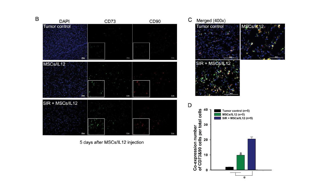 방사선 조사와 MSCs/IL12의 병행치료에 의한 종양 미세환경 내 MSCs/IL12의 종양 내 상주 증가여부 확인. SIR: 10 Gy single irradiation
