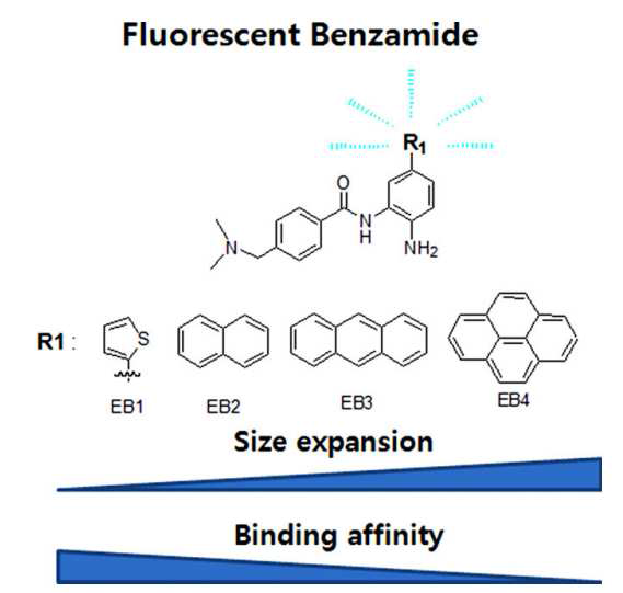 본 연구팀에 의해 합성된 형광성 Benzamide 물질들(EB1,EB2,EB3,EB4)의 size와 HDAC엔자임과의 결합력의 상관관계