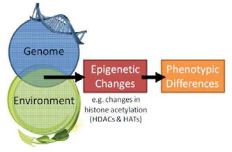 환경적인 요인들에 의한 후생유전학적 변화와 표현형의 변화