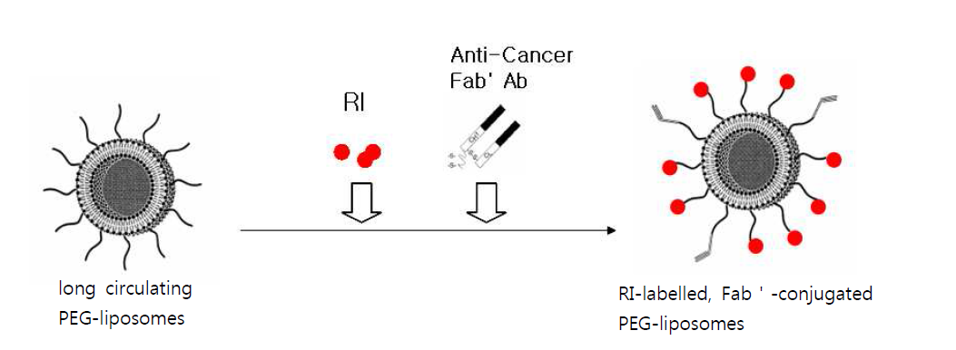 방사성동위원소 표지, 암세포표적 면역리포솜