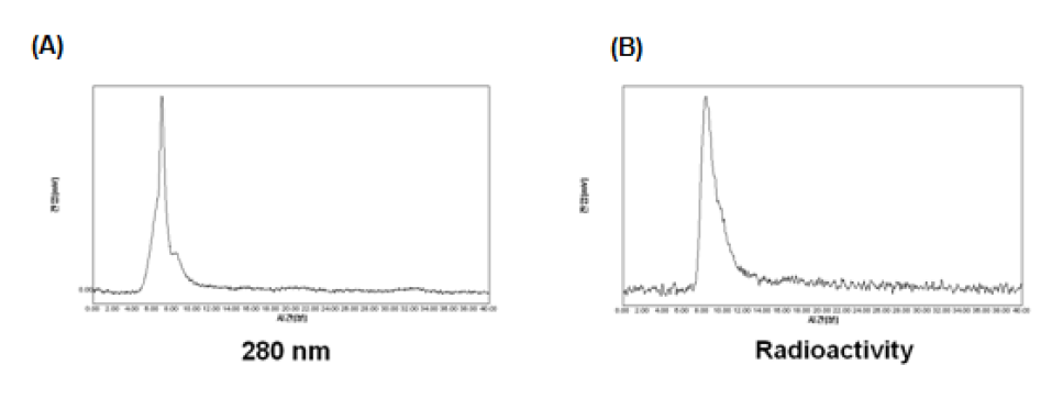 SE-HPLC를 이용한 64Cu-면역리포솜의 분석. SE-HPLC 분석을 통하여 64Cu-면역리포솜의 항체가 280 nm 파장에서 6.8분에 확인되었으며 (A) 방사능은 방사능 감지기에 의해 8.2분에 확인됨(B). 감지된 시간의 차이 는 감지기의 물리적인 위치 차이에 의한 것임