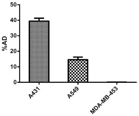 Gamma-counter를 이용한 64Cu-면역리포솜의 EGFR 특이 결합율 분석. 64Cu-면역리포솜을 A431, A549, MDA-MB-453 세포에 처리한 후 gamma-counter를 이용하여 64Cu-면역리포솜의 EGFR발현 특이 결합율을 정량적으로 분석함. A431과 MDA-MB-453세포는 EGFR과발현 및 미발현 대조군으로 사용됨
