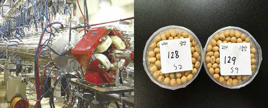 proton-beam accelator (Left) and soybean seeds irradiated proton-beam in petri dish (Right)