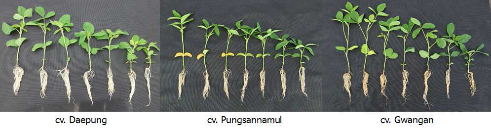 Plant height of soybean cultivars irradiated with different doses of proton beam. From left to right, control to gradually higher