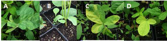 Abnormal of soybean cultivars irradiated proton beam. (A) Abnormal leaf(cv. Daepung, 300Gy) (B) Abnormal stem (cv.Gwangan, 100Gy) (C) A variegated leaf(cv. Daepung, 4 00Gy) (D) A birght-green leaf(cv. Daepung, 300Gy)