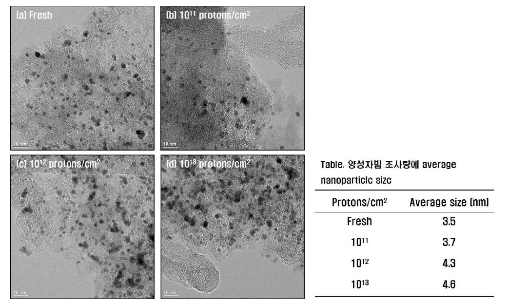 TEM을 통한 Pt-Ru 나노입자 촉매의 양성자빔 조사량에 따른 입자크기 변화