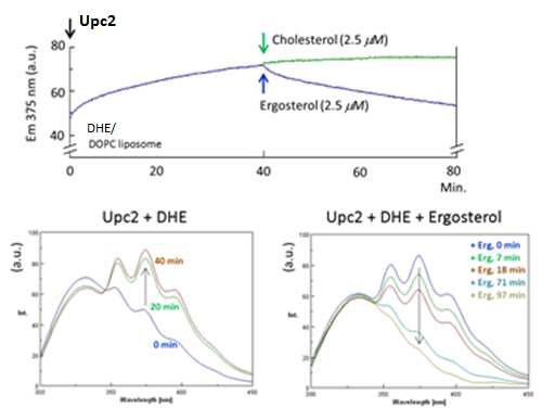 FRET-based ligand binding assay of Upc2; 리 간드의 결합시 형광스펙트럼의 변화를 보인다