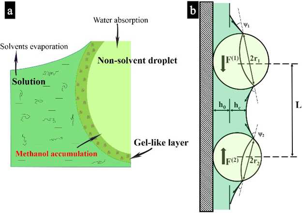 Schemes illustrating (a) the methanol accumulation induced the formation of the gel-like layer and (b) the origin of the lateral capillary forces induced via deformation of the solution surface when the film is thin