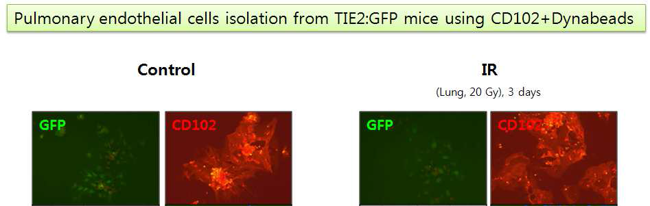 TIE2:GFP 마우스의 폐에 20 Gy의 방사선을 조사하고, 3일 후에 CD102에 대한 항체를 이용하여 앞서와 같은 방법으로 폐혈관내피세포를 분리함.