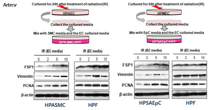 방사선에 의해 혈관내피세포에서 분비된 물질에 의한 주변세포의 변화관찰