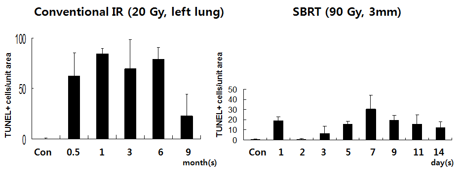 TUNEL assay에서 염색되는 사멸세포 (TUNEL+ apoptotic cells)의 수를 세어 분석한 결과 체부정위 방사선 조사 (SBRT)보다 통상적 방사선 조사 (Conventioanl IR) 조건에서 세포사멸 (apoptosis)이 더 많이 발생하고 더 오래 지속되는 것을 알 수 있음.