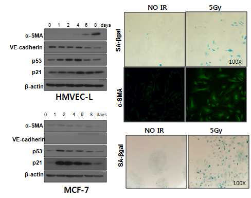 사람 폐의 미세혈관내피세포 (Human Lung Microvascular Endothelial Cells; HMVEC-L)와 사람의 유방암세포 (MCF7)에 방사선 (5 Gy)을 조사한 후, 각 시간별 세포의 용해물을 전기영동 한 후, 웨스턴블랏을 통해 단백질 발현 양상을 관찰함.