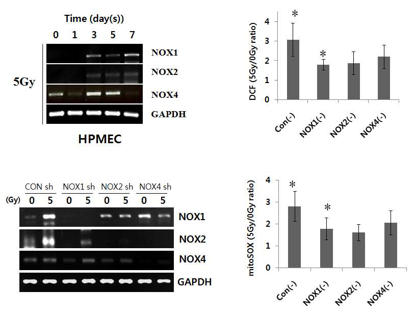 사람의 폐혈관 내피세포 (Human Pulmonary Microvascular Endothelial Cells; HPMEC)에 방사선을 조사 (5 Gy)하고, RT-PCR 방법을 이용하여 3일 후부터 NADPH oxidase (NOX1, 2, 4) 의 발현이 증가하는 것을 관찰.