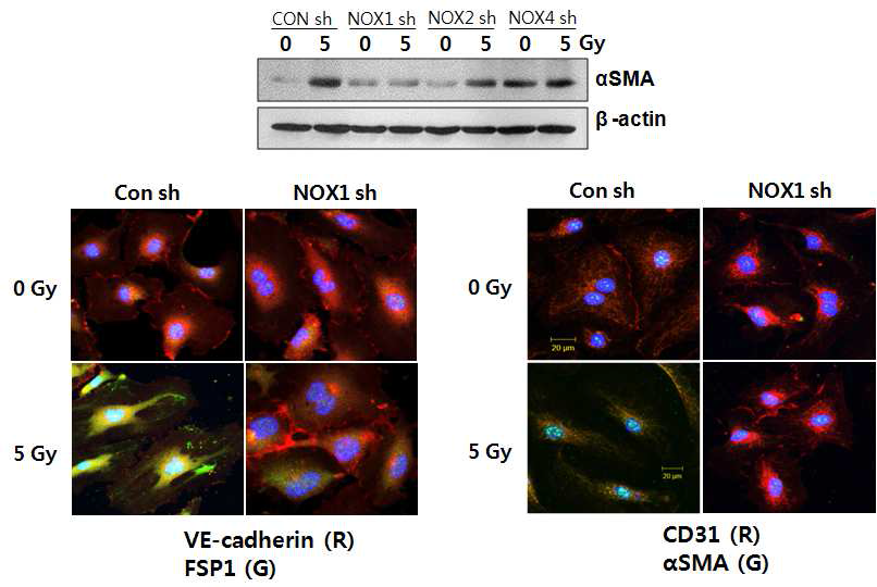 사람의 폐혈관 내피세포에 siRNA를 이용하여 NADPH oxidase (NOX1, 2, 4)의 발현을 수준을 감소시킨 후 방사선을 조사한 결과, NADPH oxidase 1 (NOX1)의 발현이 감소되었을 때 방사선에 의한 α-SMA의 발현 증가가 뚜렷이 저해되는 것을 관찰.