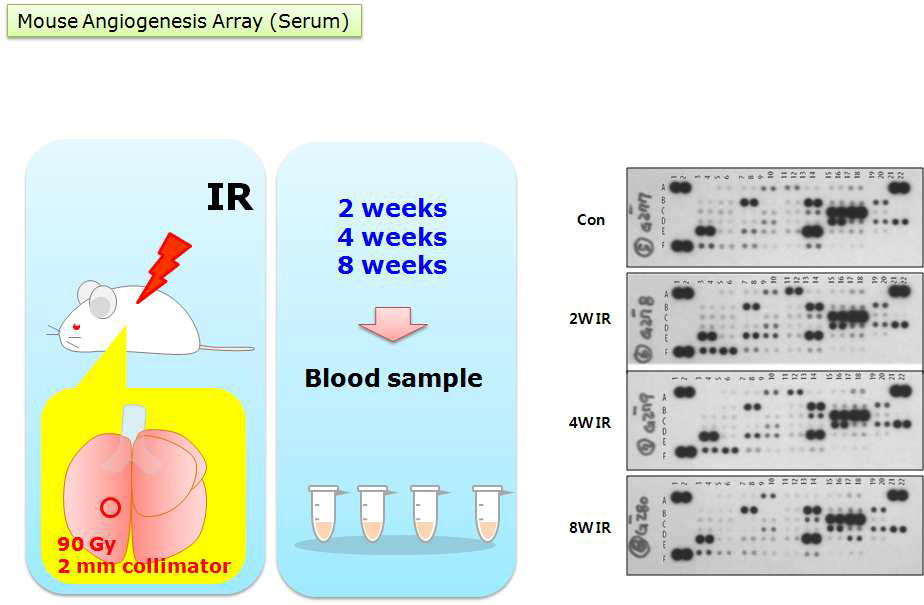 Tie2-GFP 마우스의 폐에 방사선 조사 (Dose: 90 Gy, Collimator : 3 mm) 후 2, 4, 8주의 혈청을 분리하여 항체기반 단백질 어레이를 수행하여 혈관형성관련 단백질의 변화를 관찰.