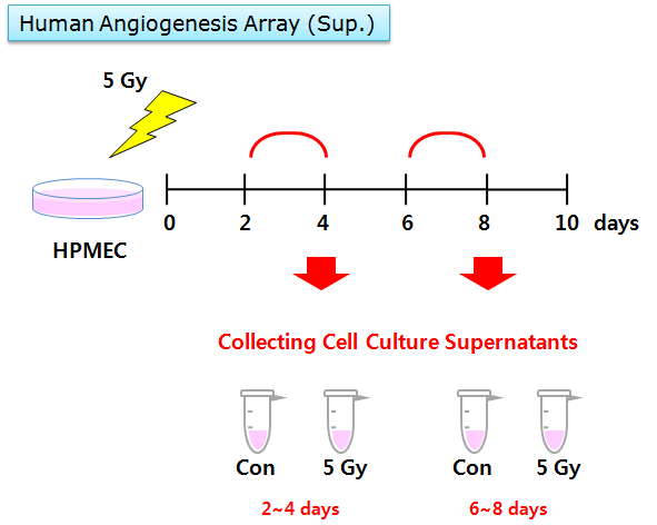 사람 폐의 미세혈관내피세포 (Human Pulmonary Microvascular Endothelial Cells; HPMEC)에 방사선을 조사 (5 Gy) 한 후, 4일과 8일에서 세포 배양액을 얻고 항체기반 단백질 어레이를 수행하여 혈관형성 관련 단백질의 변화를 관찰.