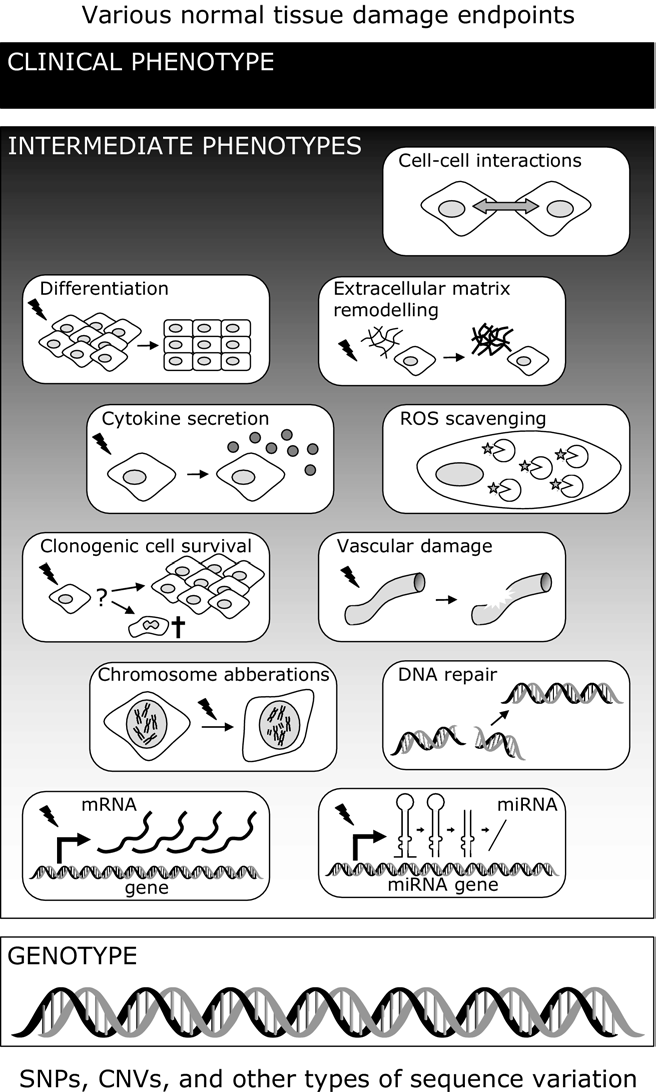 임상적 유용성을 가지는 다양한 부작용예측방법: Cell-Cell Interaction, Differentiation정도, ECM remodeling, Cytokine 분비, 혈관손상, 염색체이상, 유전자손상의 회복능, mRNA 발현, MiRNA발현등 다양한 예측방법이 제시 되었지만 임상적 유용성을 가지는 것은 거의 없음