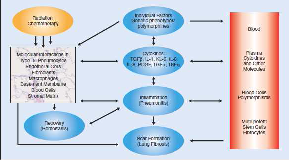 방사선 치료후 나타나는 폐부작용 (Fibrosis)의 대 표적 진단 (Cytokine 측정 및 SNP 검사) 및 치료법 (Stem Cell 치료법)