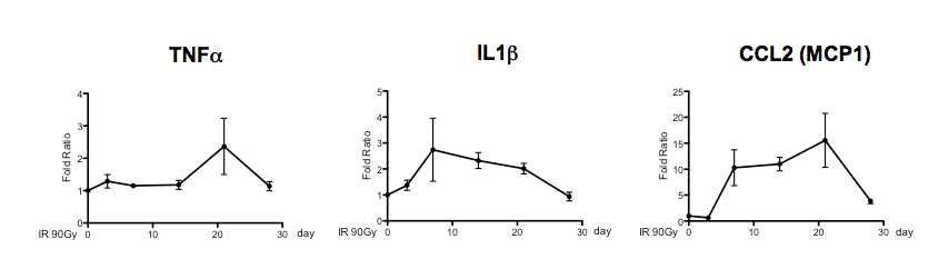 임상 유사 방사선 조사 후 증가하는 TLR 신호 의존적 pro-inflammatory gene