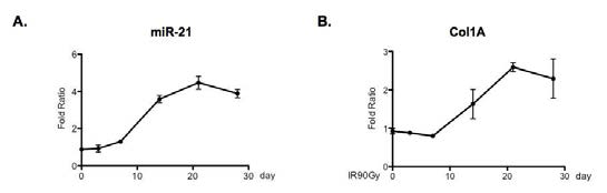 90Gy의 임상 유사 방사선 조사 후 손상 유도된 폐 조직에서 시간 의존적으로 증가하는 miR-21 발현과 폐 섬유화 인자인 Collagen A1의 발현 증가