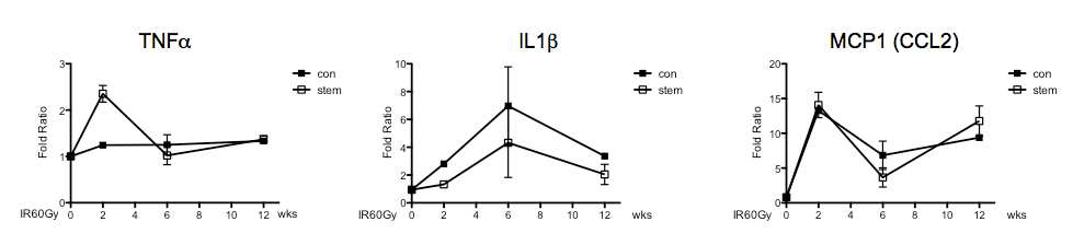 간엽줄기세포 이식으로 인한 임상 유사 방사선 조사 후 TLR 하부 pro-inflammatory gene의 발현 변화 확인