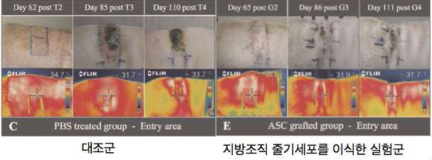 minipig에서 고준위 방사선에 의한 피부 손상의 지방조직 줄기세포 이식을 통해 회복 연구