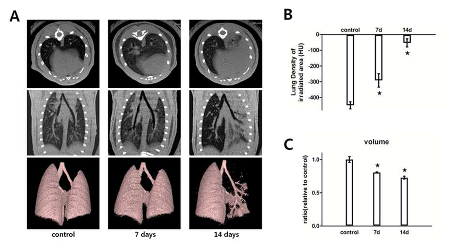 Micro-CT images