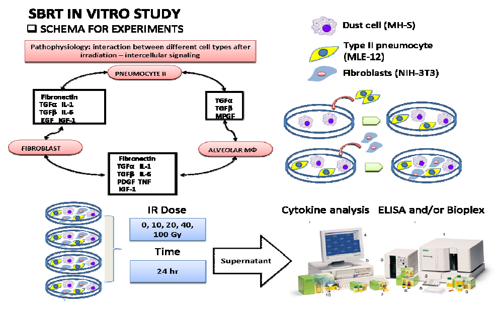 선량 방사선을 조사한 마우스 cell line에서의 cytokine level 측정 모식도