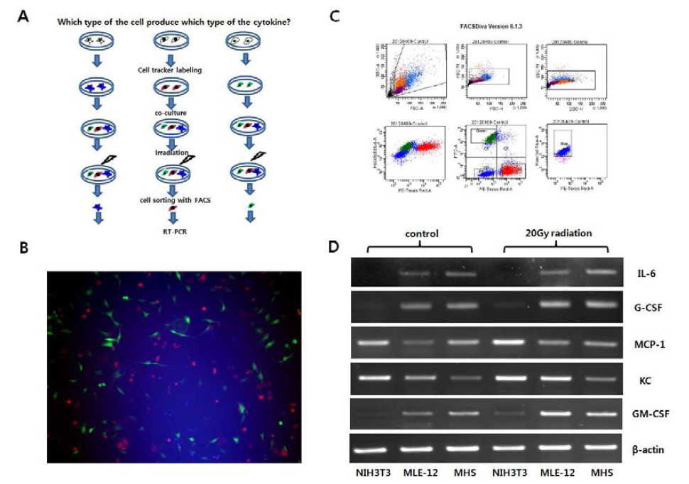 방사선 조사후 단독 배양 하였을 때와 공동 배양 하였을때 이 세가지 세포들의 mRNA 변화양을 관찰