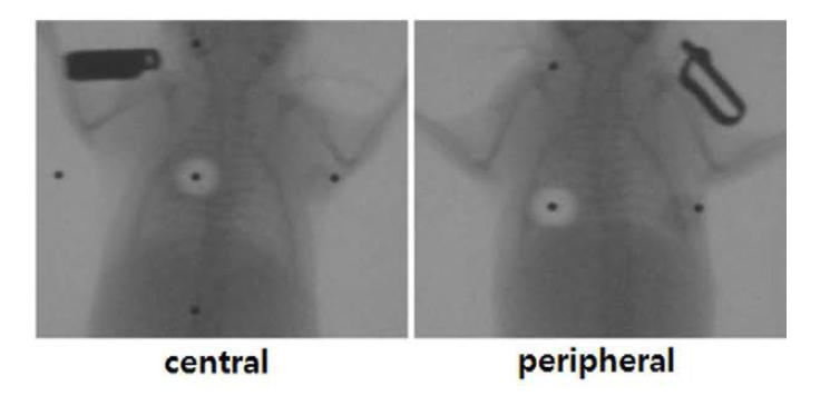 마우스 왼쪽 폐의 central 와 peripheral 위치에 방사선을 조사