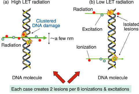 High LET 방사선과 Low LET 방사선의 DNA 손상 정도의 비교