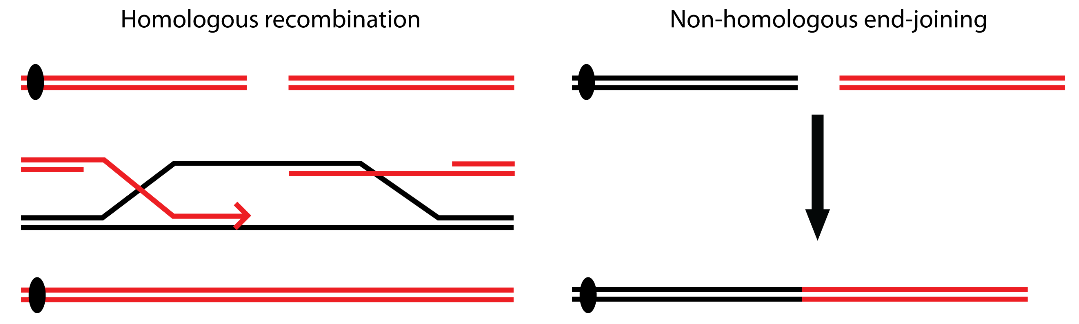 Homologous recombination과 Non-Homologous end joining 의 과정 모식도