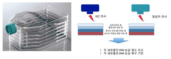 양성자와 X선에 의한 정상세포 vs 종양세포의 방사선 손상 정도의 상대적 비교 연구 모식도