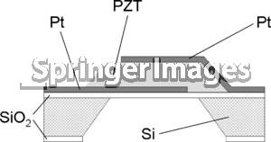 pMUT의 single cell 구조 (www.springerimages.com)