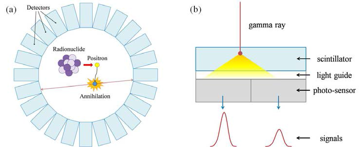 (a) PET의 원리 모식도. (b) PET 검출기 모듈의 구성 및 감마선 검출 모식도.
