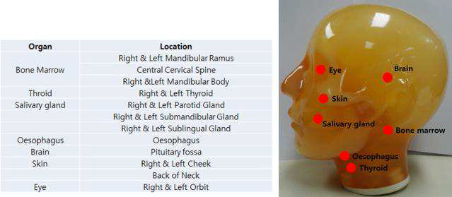 두경부 피폭선량을 계산한 위치