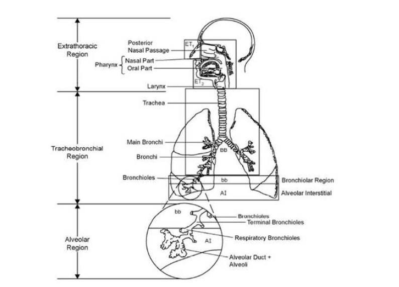 국제방사선방호위원회-66 인체 호흡기 모델의 해부학적 구조