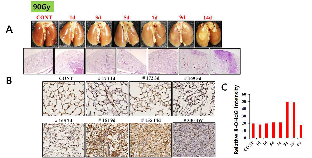 90Gy 방사선 조사된 마우스 폐에서의 산화적 손상 측정.