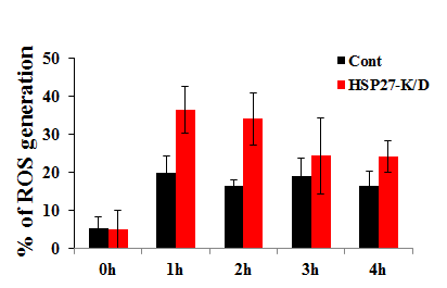 HSP27 wild type 세포와 knock-down세포에서 활성산소 생성량 비교.