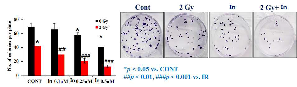 암세포 성장에서의 HSP27의 효과. In : hsp27 inhibitor